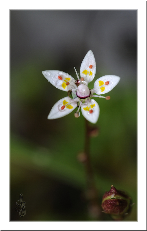 Wasserblume