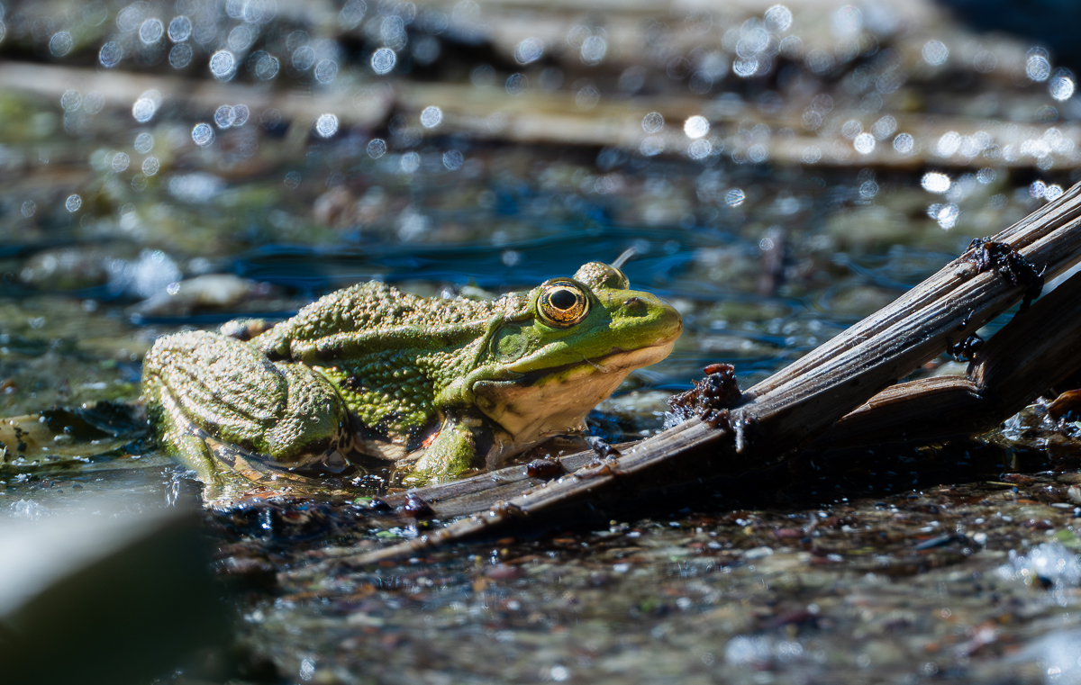 Wasserfrosch.jpg
