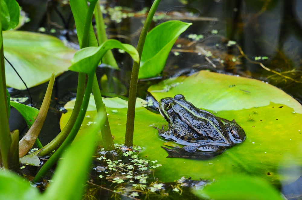 Wasserfrosch