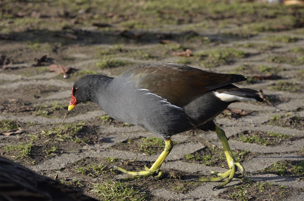 Wasserhuhn