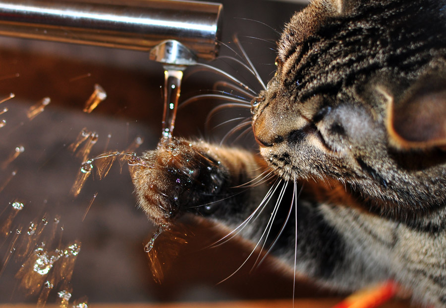 Wasserkatze
