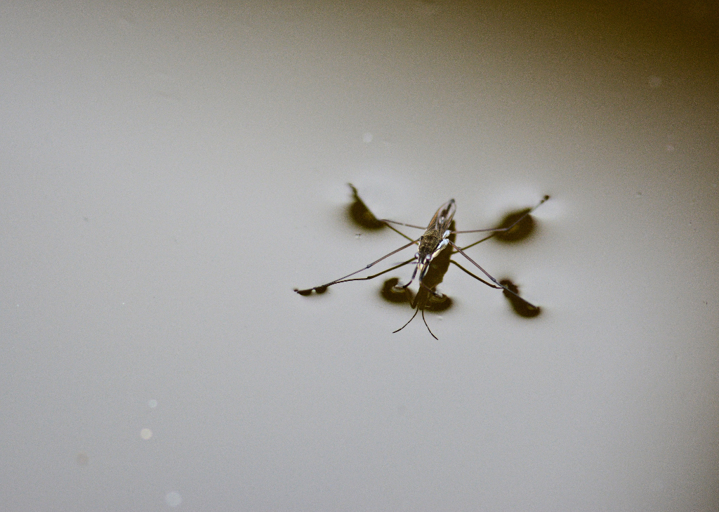 Wasserläufer