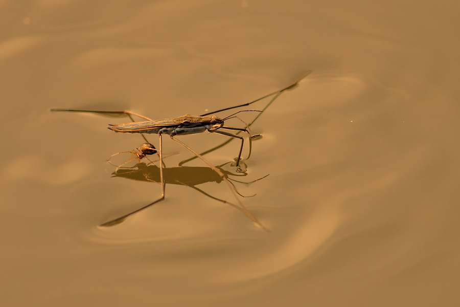 wasserläufer1