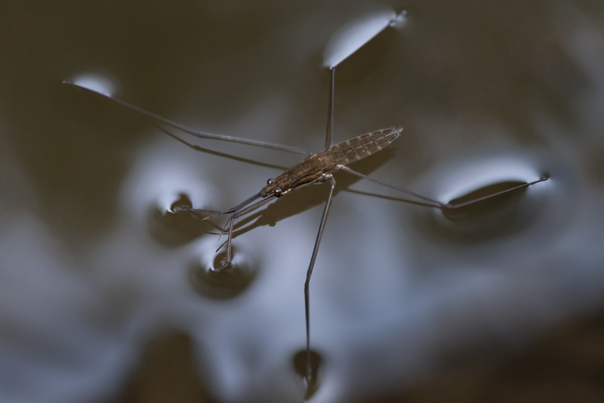 Wasserlaeufer