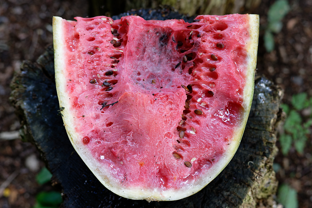 Wassermelone 2.jpg
