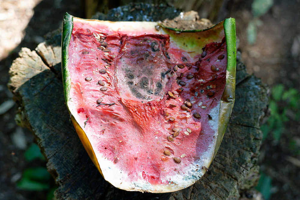 Wassermelone 4.jpg