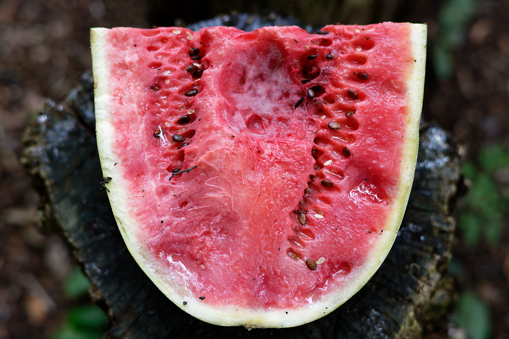 Wassermelone.jpg