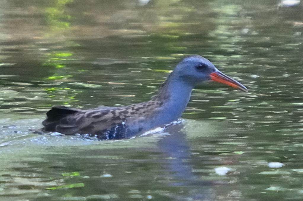 wasserralle