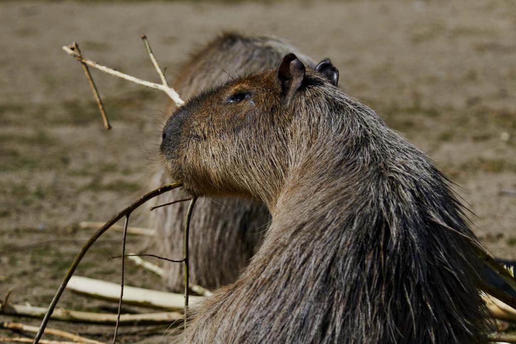 wasserschwein