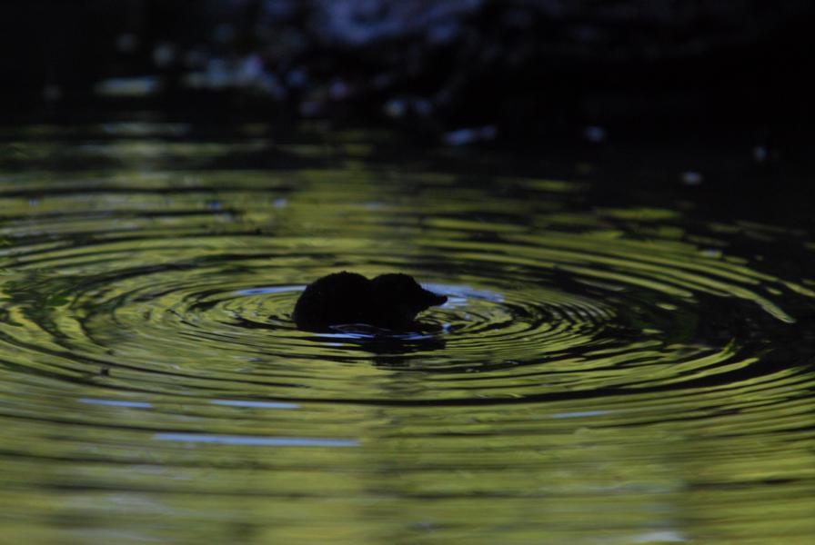 Wasserspitzmaus