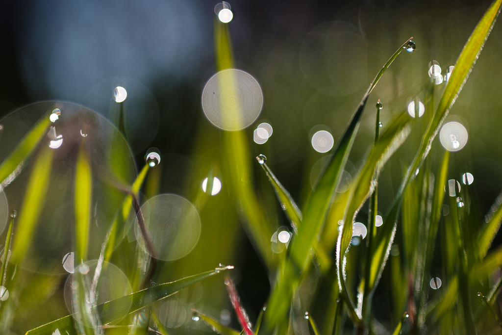 Wassertropfen 0292