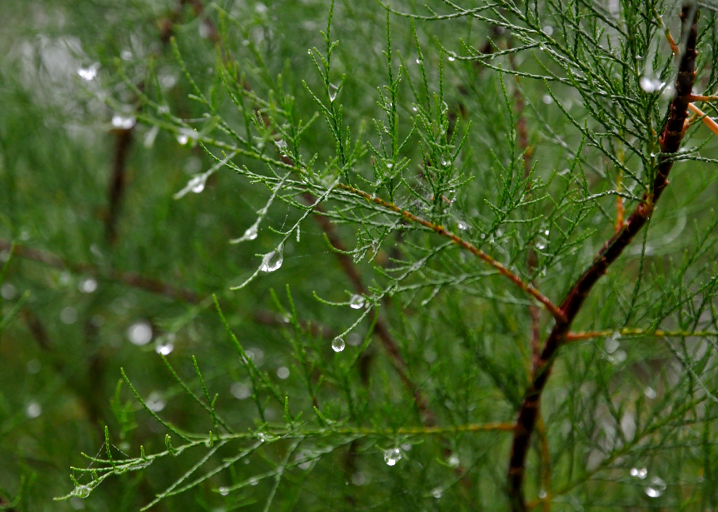 Wassertropfen