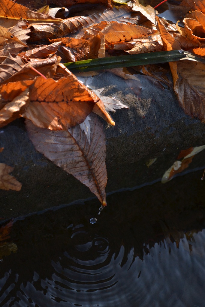 Wassertropfen