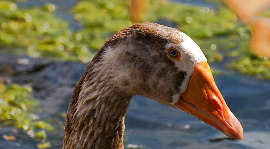 Wasservogel 1 klein