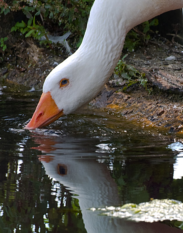 Wasservogel 6 klein