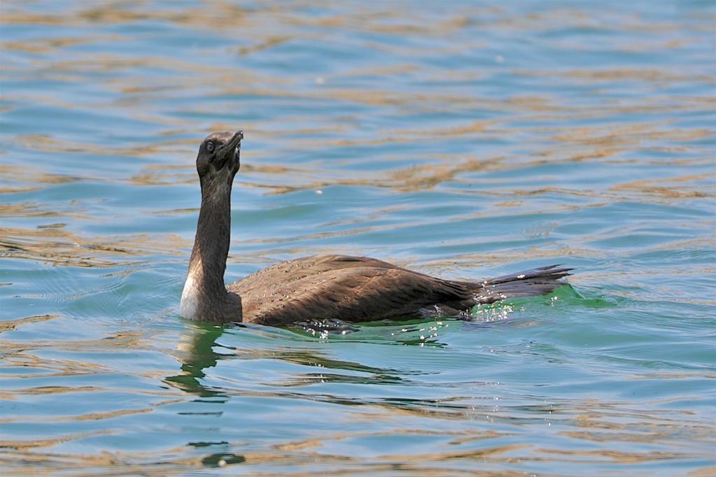 Wasservogel