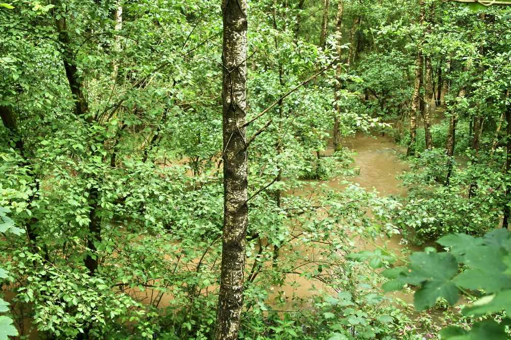 Wasserwald
