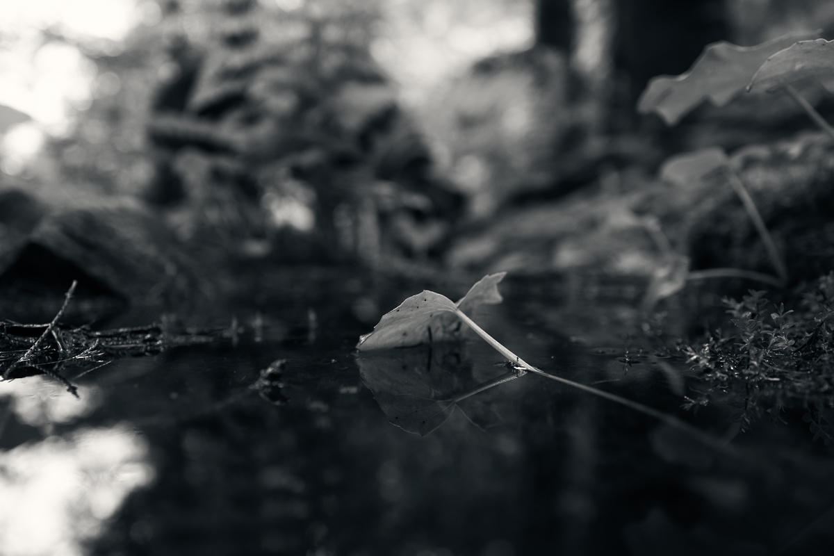waterleaf