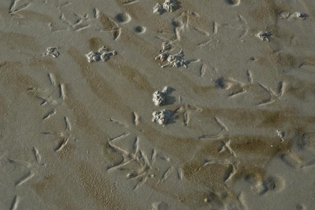 Watt_2
