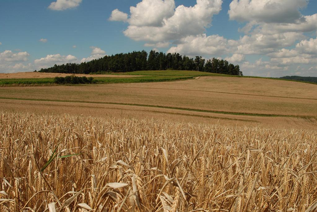 WB Kornfeld Graukarte