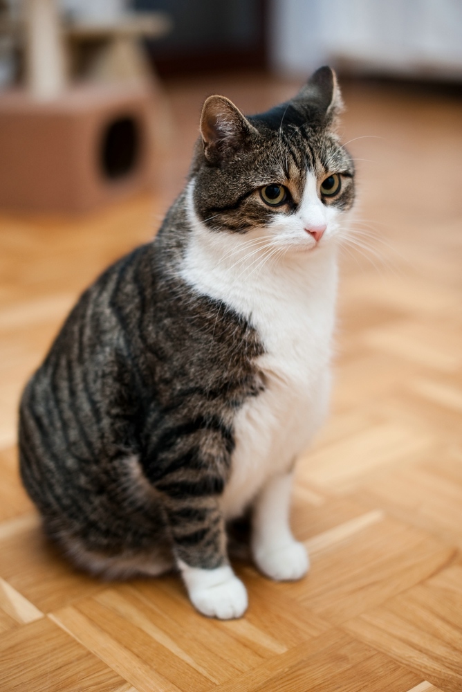 web Katzen 100402 3291 3