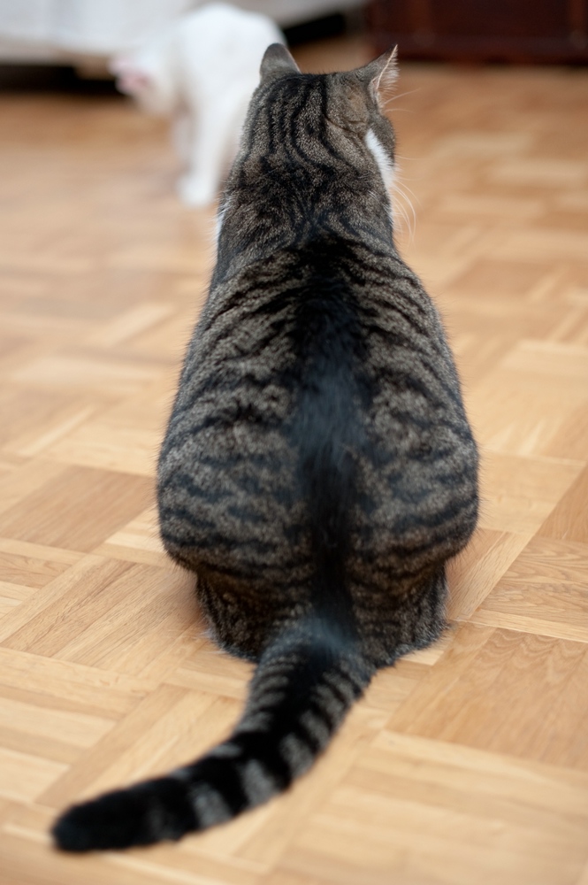 web Katzen 100402 3292 2
