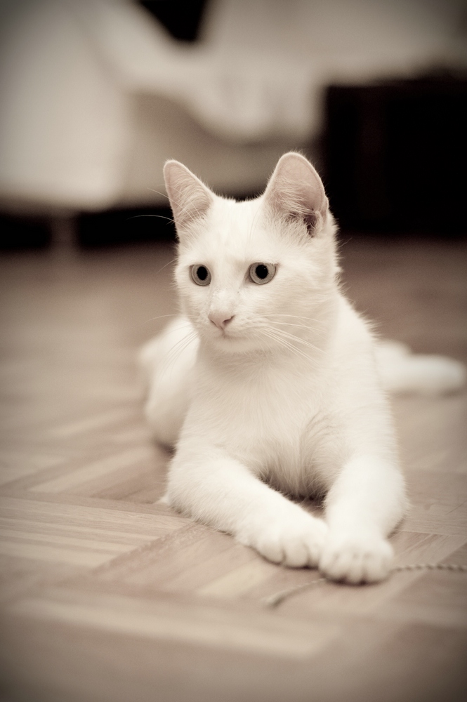 web Katzen 100402 3295