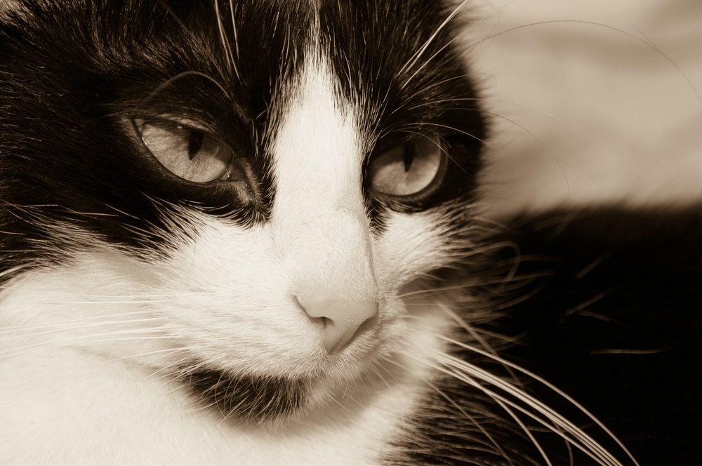 web Katzen 20090315   7648