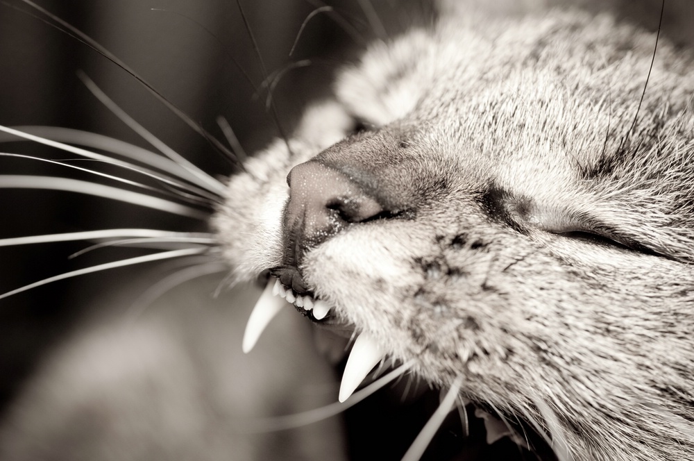web Katzen 20090315   7664