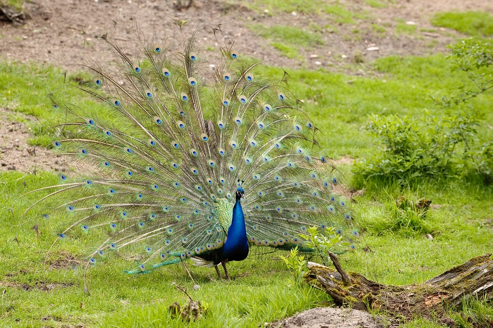 web Vogelpark Abendsberg 100516 4399