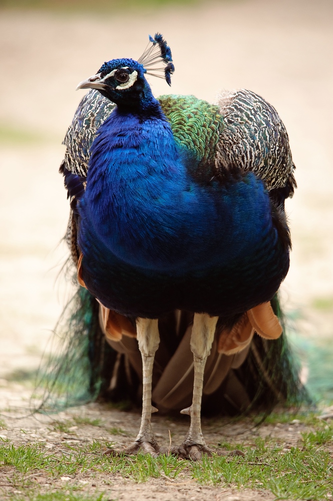web Vogelpark Abendsberg 100516 4434