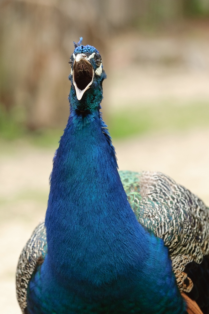 web Vogelpark Abendsberg 100516 4452