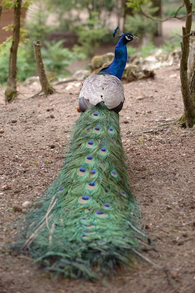 web Vogelpark Abendsberg 100516 4464