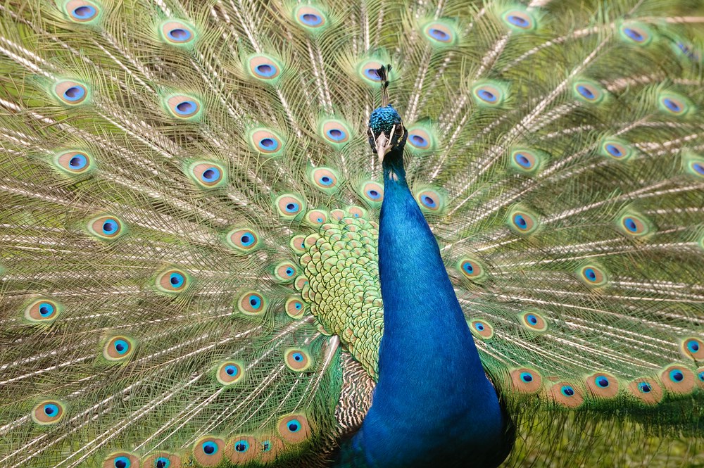 web Vogelpark Abendsberg 100516 4491