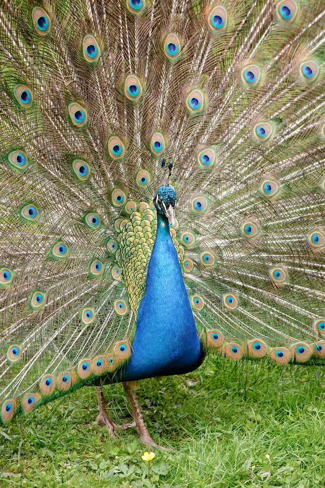 web Vogelpark Abendsberg 100516 4493
