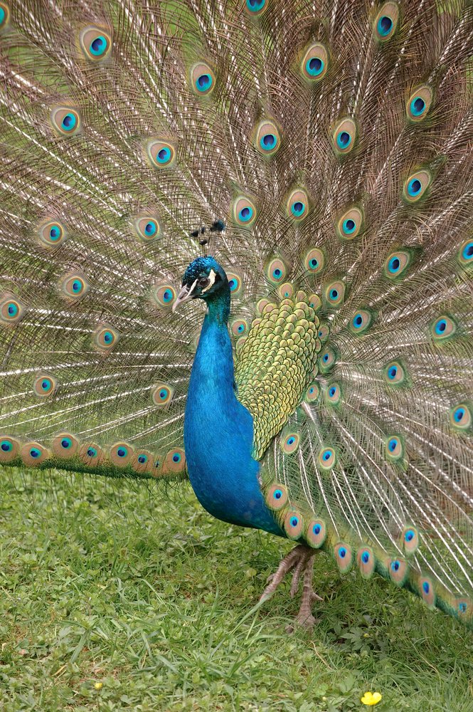 web Vogelpark Abendsberg 100516 4494