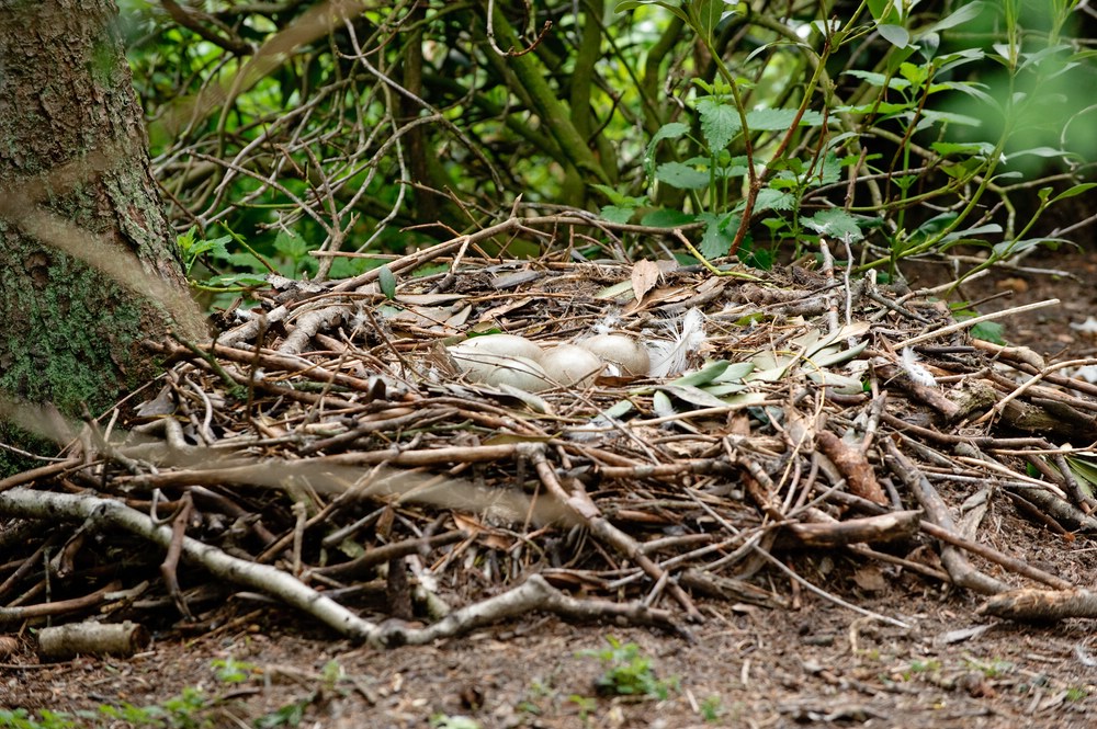 web Vogelpark Abendsberg 100516 4512