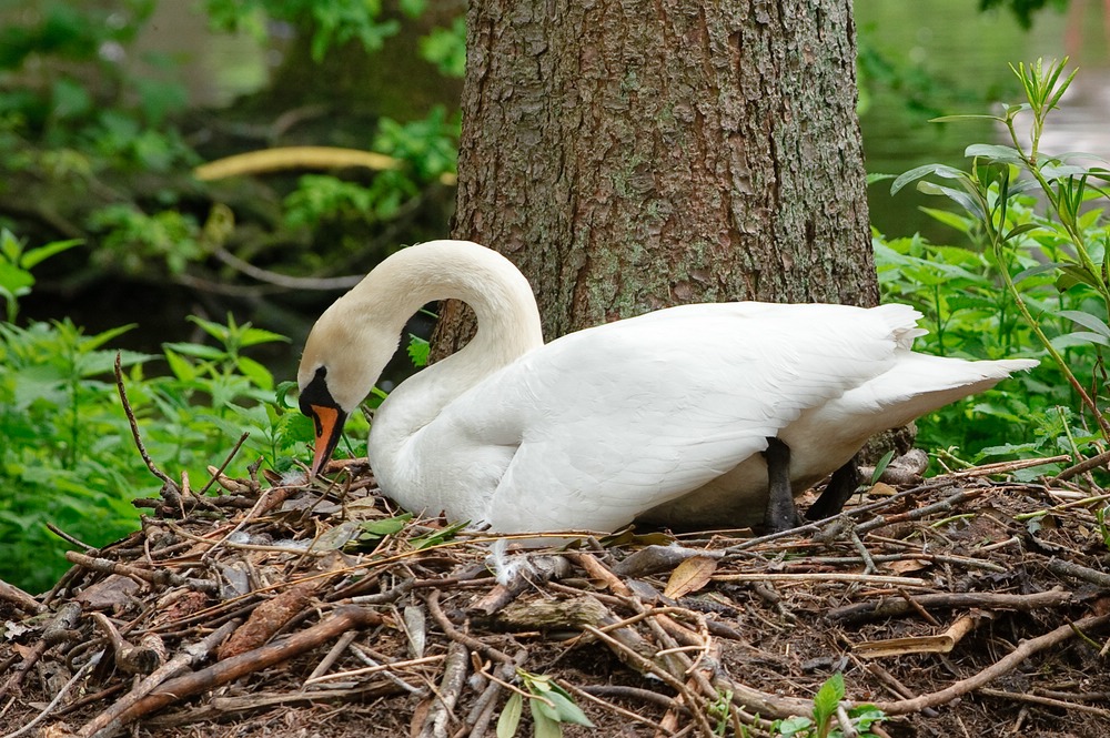 web Vogelpark Abendsberg 100516 4550