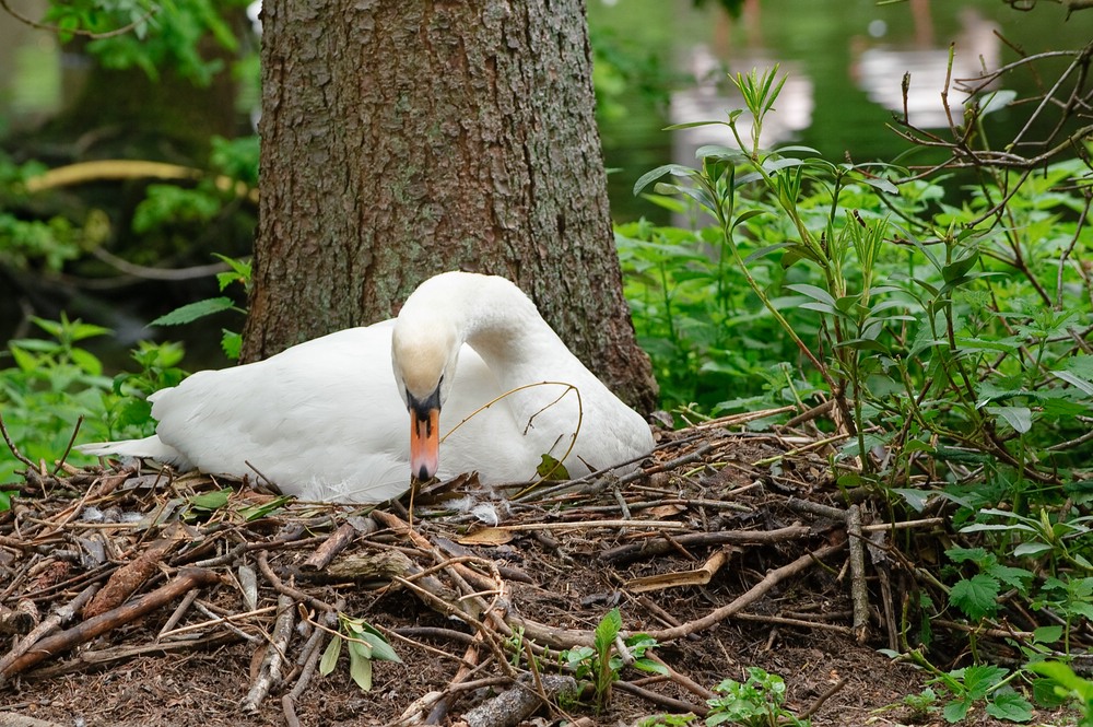 web Vogelpark Abendsberg 100516 4558