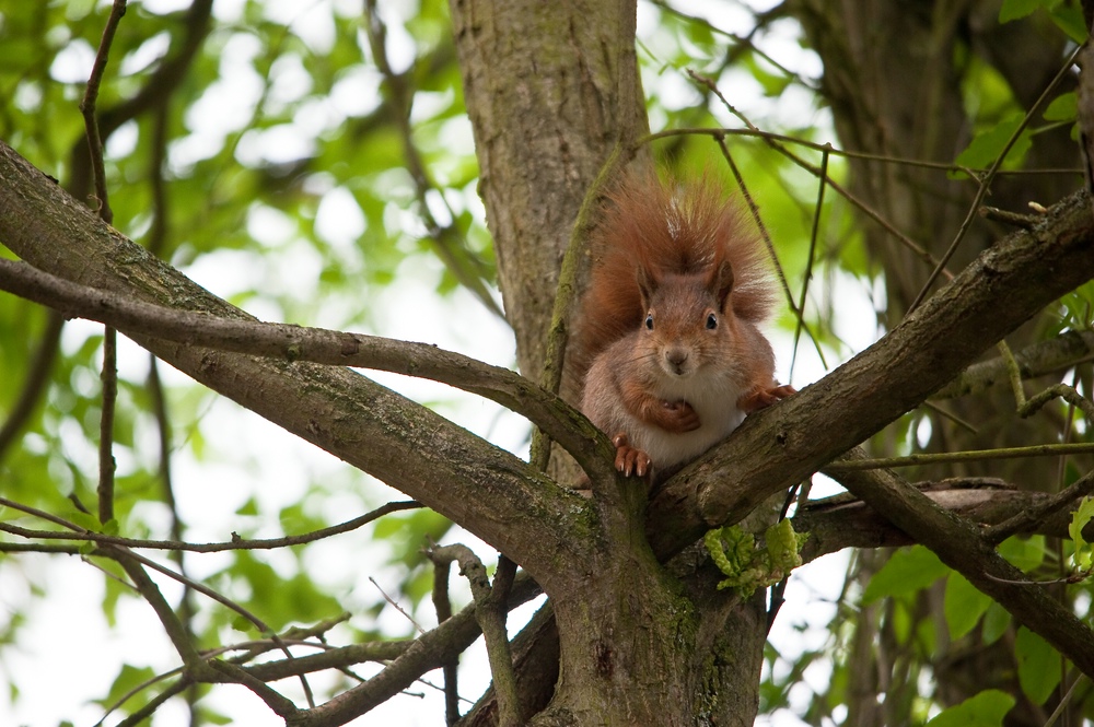 web Wildpark Hoellohe 100522 4592
