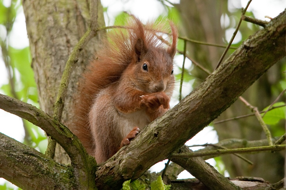 web Wildpark Hoellohe 100522 4601 2