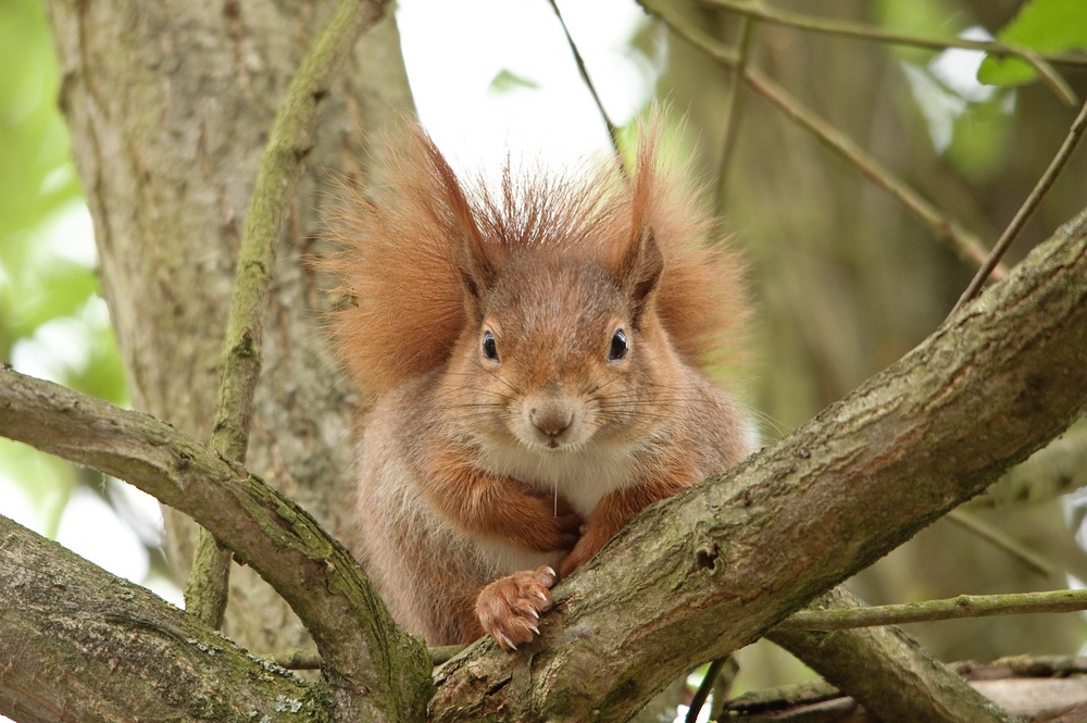 web Wildpark Hoellohe 100522 4608