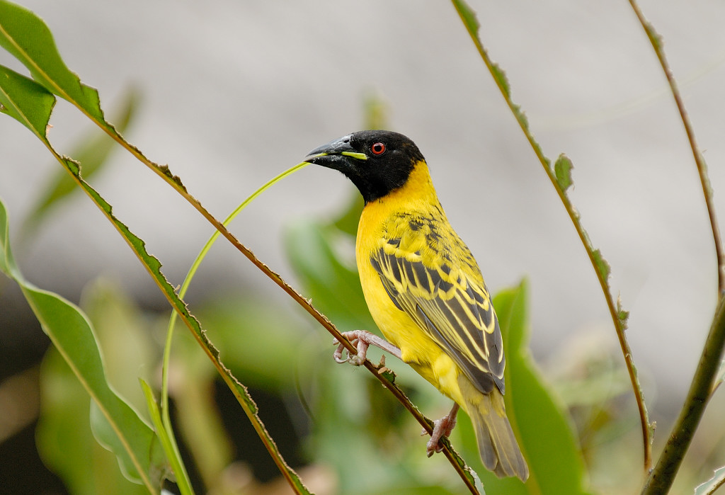 Webervogel mit Nistmaterial