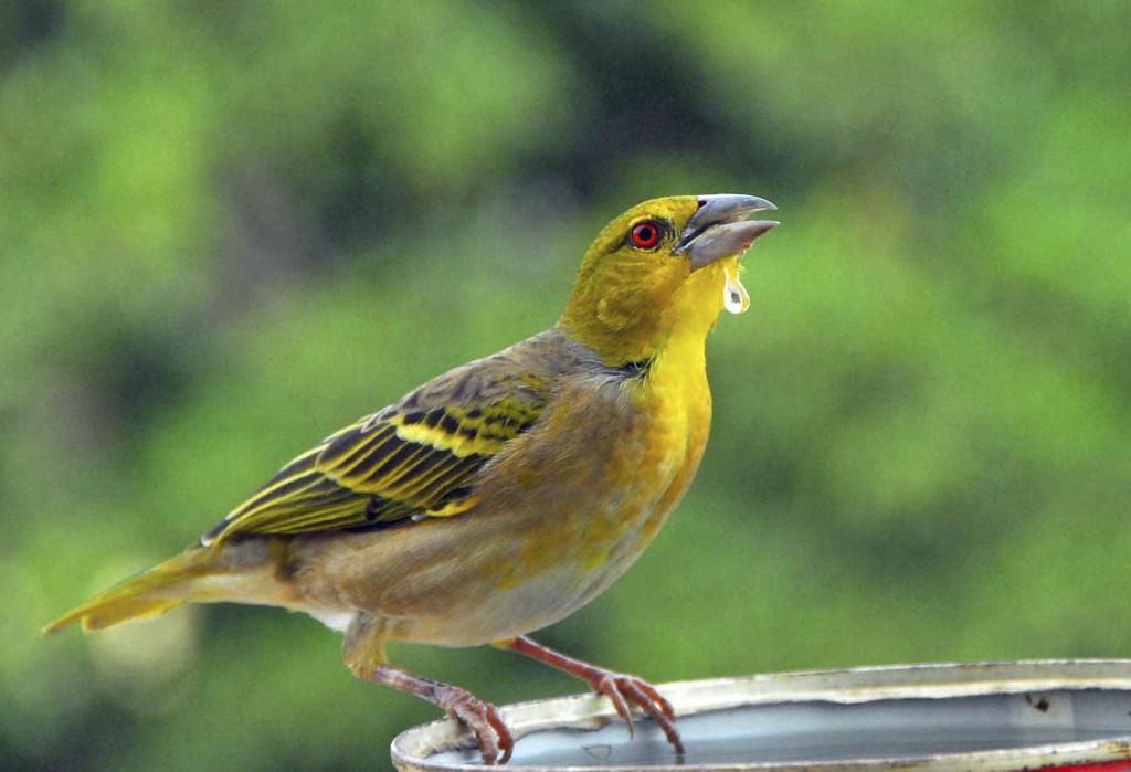 Webervogel Senegal