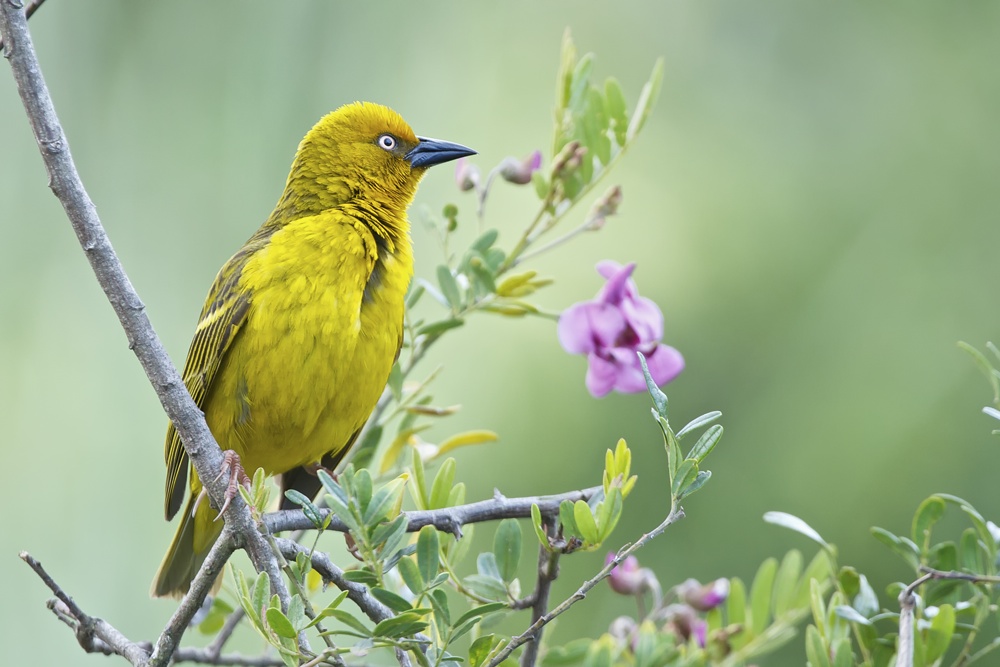 Webervogel