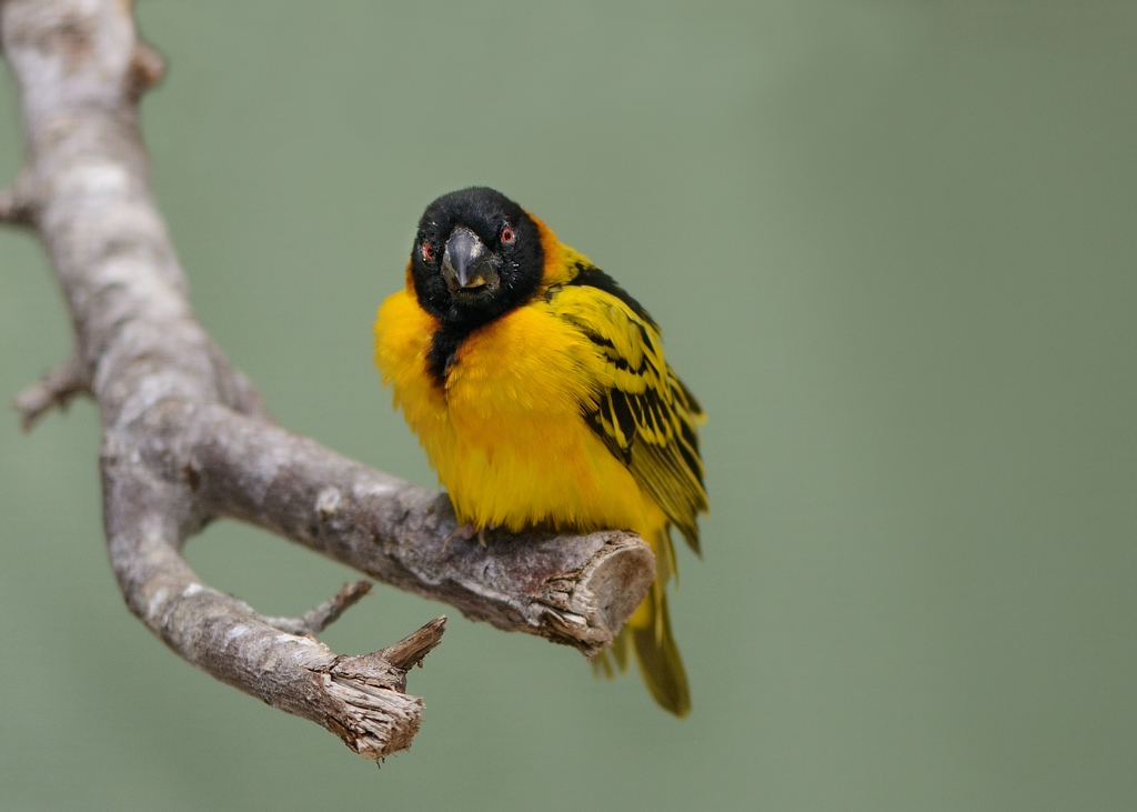 Webervogel