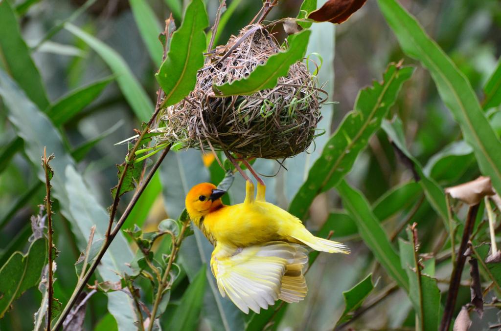 Webervogel