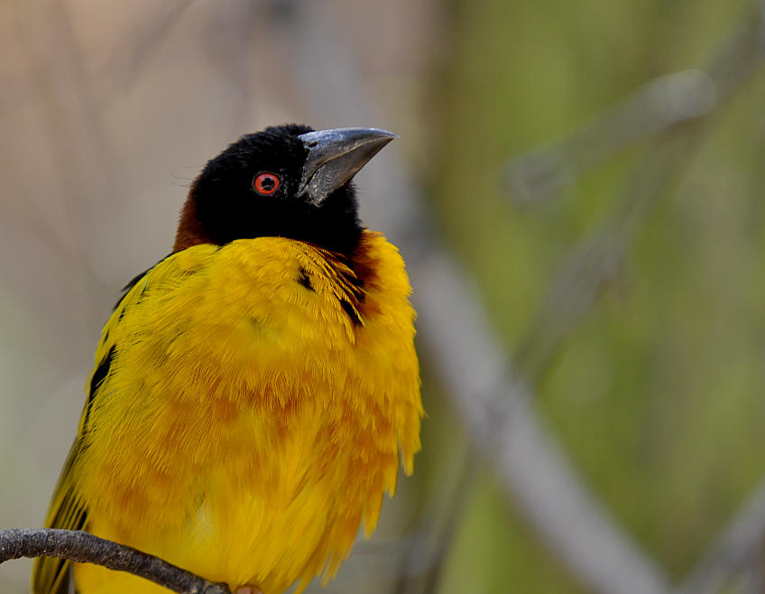Webervogel