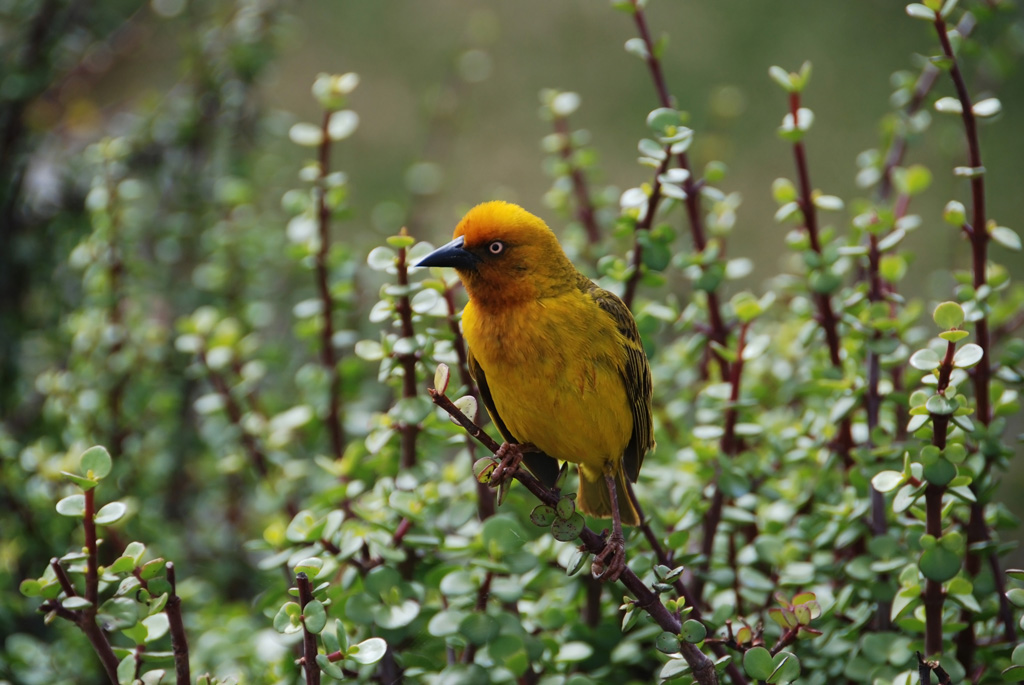 Webervogel