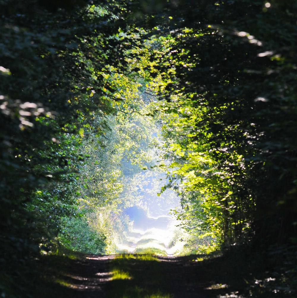 Weg am Waldrand